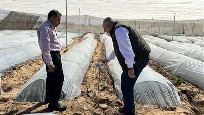 التوسع في إنتاج شتلات الزيتون ذات الإنتاجية العالية بشمال سيناء