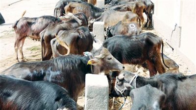 307 ملايين جنيه تمويلا جديدا للمشروع القومي للبتلو