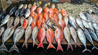 البلطي بـ 70 جنيهًا.. أسعار السمك في سوق العبور اليوم 