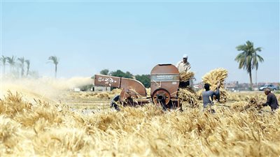 رحلة فدان القمح بمصر ..22 الف تكلفة و 13 الف سعر الطن 