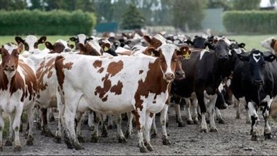 روشتة السيطرة على العجول الهربانة في عيد الأضحى