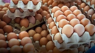 الزراعة تستمر بطرح طبق البيض للمواطنين بسعر 150جنيهاً  بتخفيض 25% عن السوق