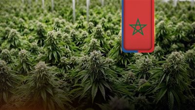 المغرب تبدأ زراعة الحشيش فى 3 أقاليم بالمملكة وتدعو المزارعين للالتزام بالإرشادات
