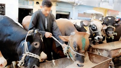 هل ستنافس الحكومة هذه الاسعار..العجول الكيلو قايم بـ190 جنيهًا والاغنام بـ260 للكيلو