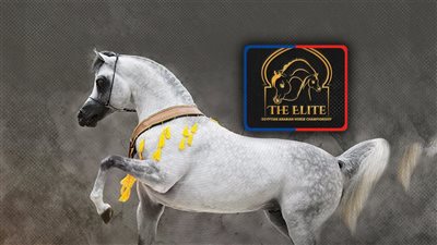 وجه اخر لحقيقة ما جرى ببطولة النخبة لجمال الخيول العربية الاصيلة