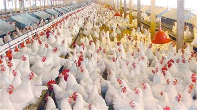 خناقة الـ30% نفوق بالثروة الداجنة بين الوباء وتغير المناخ وسر إنخفاض الاسعار