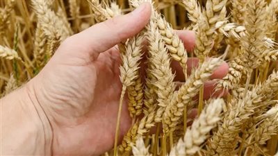 حصاد القمح 2025 …موسم العمل والامل