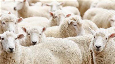 أسعار الأضاحي بالدول العربية.. فلسطين الأغلى بـ850 دولار واليمن الأرخص بـ200 دولار