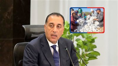 «لجنة القطن» تطالب باعتماد الأسعار العالمية عند تحديد قيمة توريد المحصول