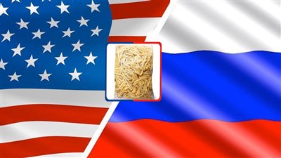 خناقة بين أمريكا وروسيا على البطاطس المصرية والتجار يفضلون التصدير لموسكو