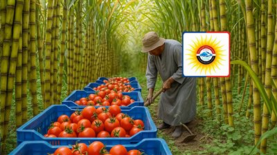 موجة حر تهدد المحاصيل الزراعية وتوقعات بانخفاض انتاجية الطماطم 50% والقصب 25%