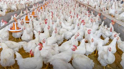الحكومة تعتمد خطة لإنتاج 1.6 مليار دجاجة و«الدواجن»: انخفاض الأسعار 10% 