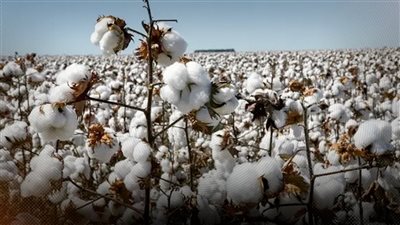 107 آلاف طن من القطن تنتظر التسويق الموسم الحالي نصفها من العام الماضي 