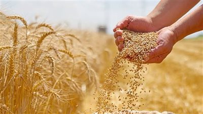خبراء يكشفون أسباب انخفاض واردات مصر من القمح: ارتفاع الأسعار وانخفاض الطلب