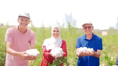 القطن الصحراوي.. تجربة مصرية رائدة لزراعة الذهب الأبيض على رمال سيناء