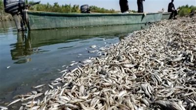 نفوق كميات كبيرة من الأسماك في بحيرة المنزلة.. والزراعة تكشف الأسباب 