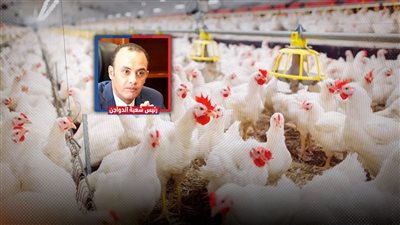 تراجع أسعار الفراخ والبيض.. ورئيس شعبة الدواجن يكشف لـ 