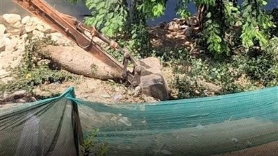 مذبحة أشجار في الزمالك.. المعدات الثقيلة تجرف المساحة الخضراء على شاطئ النيل