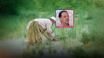 انخفاض أسعار الأرز حتى 25 جنيه للكيلو.. والشعبة تكشف الاسباب