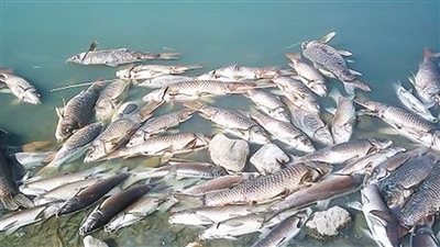 «طفيل قاتل» يهدد الثروة السمكية فى بحيرة قارون والحكومة تبدأ برنامجا للإنقاذ