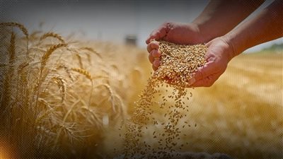 استعدادات مكثفة لزراعة القمح والحكومة تستهدف 10 ملايين طن في 2025