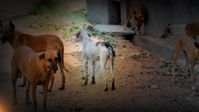 جمعية الرفق بالحيوان: إطعام كلاب الشوارع يهدد التوازن البيئى.. والزراعة: يخالف القانون