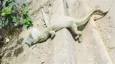 تمساح يثير الرعب في شوارع حدائق الأهرم.. كاميرات مراقبة وفرق زواحف لاصطياده 