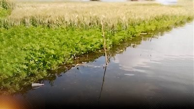 3 وزارات تعلن الطوارئ لمواجهة فيضان النيل ووضع خطط للتصدي للتدفقات القادمة