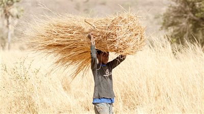  تفاصيل زراعة مليون فدان في السودان بالقمح والذرة لصالح مصر