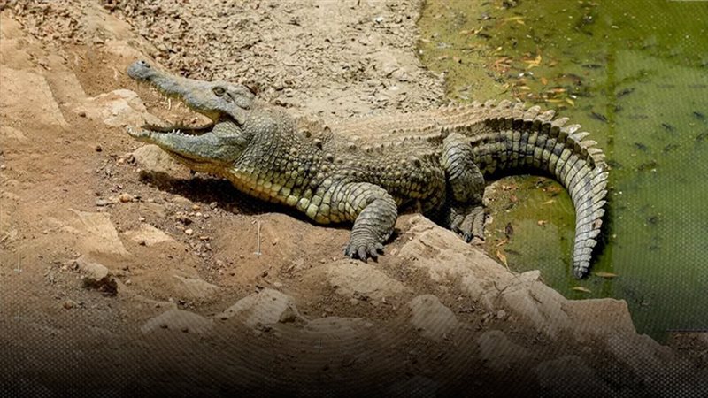 موقع الصفحة الأولى