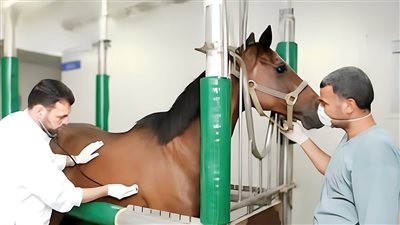 العيادات البيطرية التجميلية في مصر تفتح أبوابها لطب الجمال الحيواني