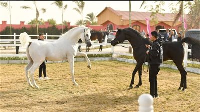إعادة فتح السوق الأردني أمام صادرات مصر من الخيول العربية الأصلية