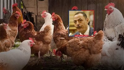 تحذير برلماني للحكومة من استغلال التجار لحاجة المستهلك قبل رمضان بزيادة أسعار الدواجن