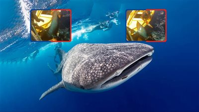  ضحية الجهل والجشع.. صرخة بيئية بعد ذبح «بهلول» فى أعماق البحر الأحمر