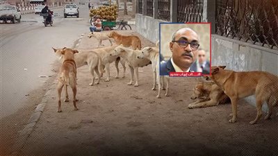 أكثر من 1.2 مليون حالة عقر الكلاب في 2025.. و3 محافظات الأعلى إصابةً 