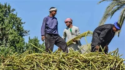 وعود على ورق.. تفاقم أزمة مستحقات مزارعي القصب بالصعيد رغم «بيان التموين»