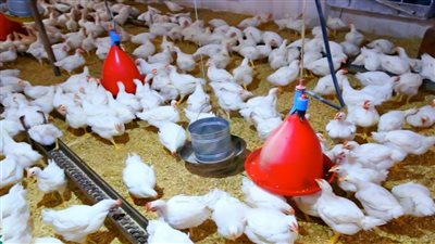 تحذير لـ«مافيا السماسرة» ومطالب بتفعيل بورصة الدواجن لإنهاء التسعير العشوائي