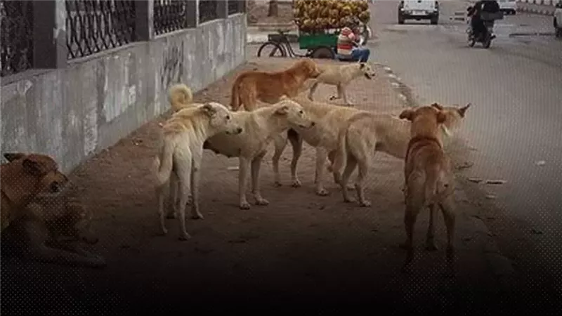 موقع الصفحة الأولى